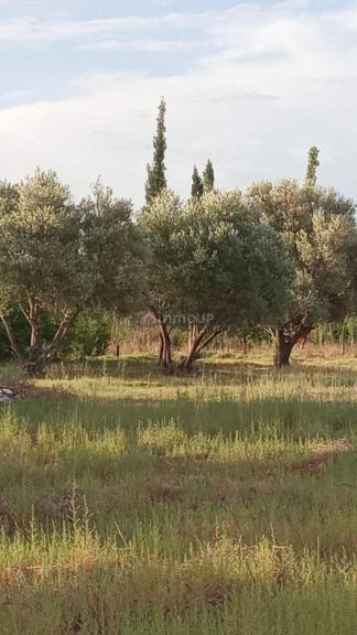 Finca en Venta en General alvear, Mendoza