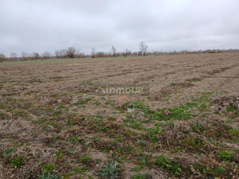 Campo en Venta en San Carlos, Mendoza