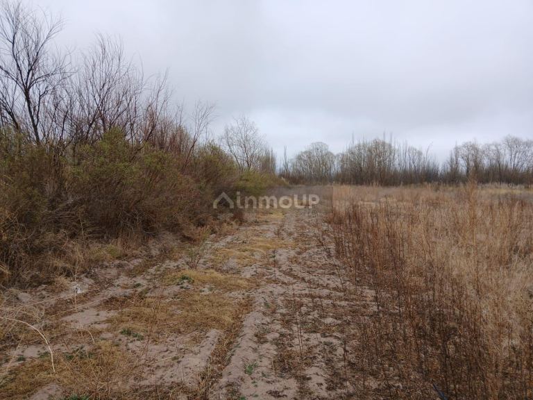 Campo en Venta en San Carlos, Mendoza
