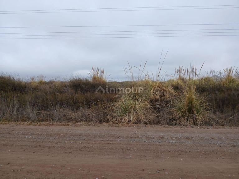 Campo en Venta en San Carlos, Mendoza