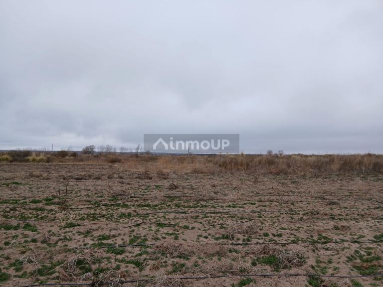 Campo en Venta en San Carlos, Mendoza