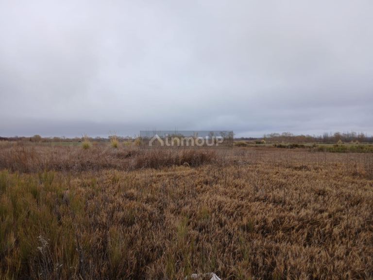 Campo en Venta en San Carlos, Mendoza