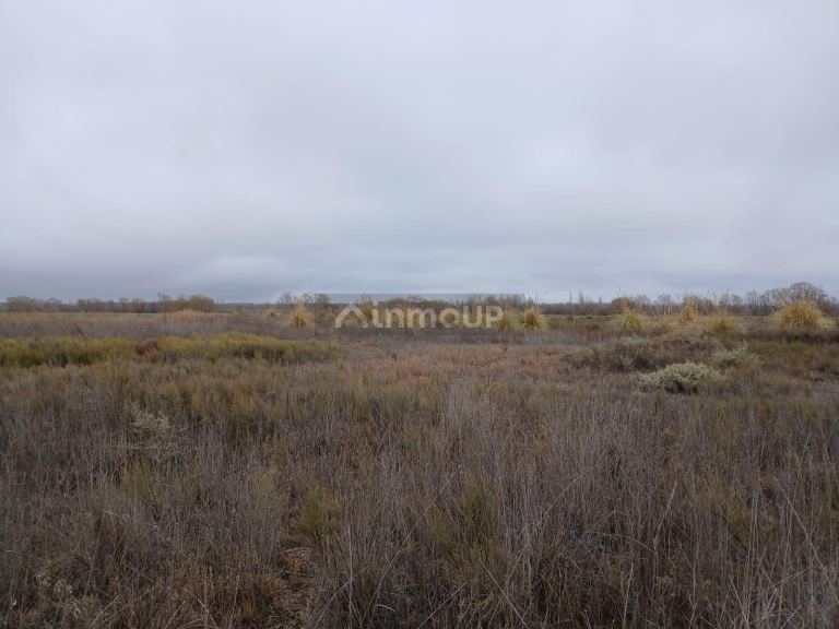 Campo en Venta en San Carlos, Mendoza