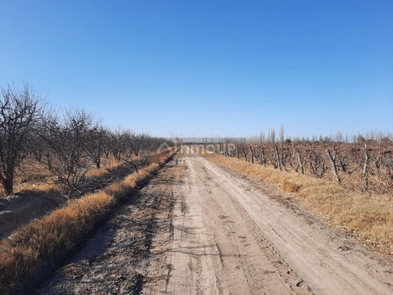 Finca en Venta en San Martin, Mendoza