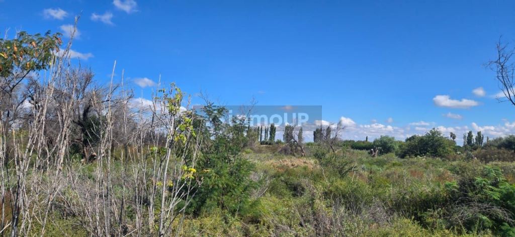 Finca en Venta en San Martin, Mendoza