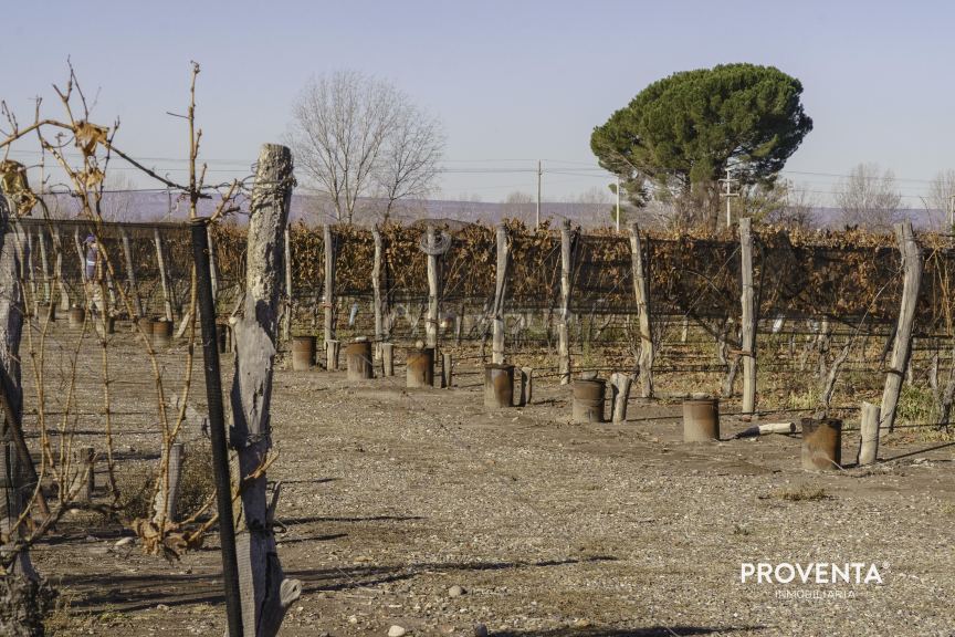 Campo en Venta en San Carlos, Mendoza