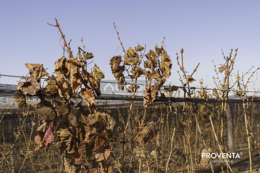 Campo en Venta en San Carlos, Mendoza