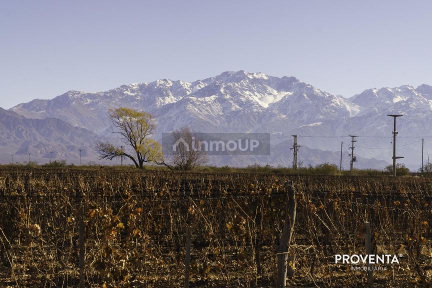 Campo en Venta en San Carlos, Mendoza