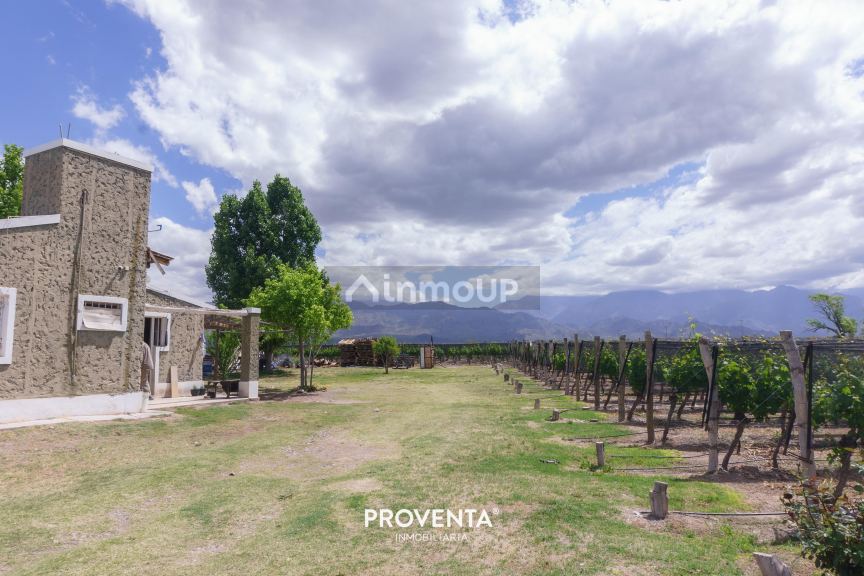 Campo en Venta en San Carlos, Mendoza