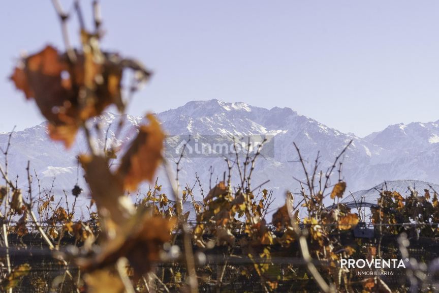 Campo en Venta en San Carlos, Mendoza