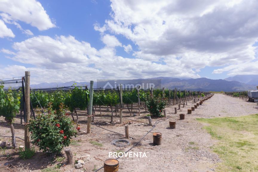 Campo en Venta en San Carlos, Mendoza