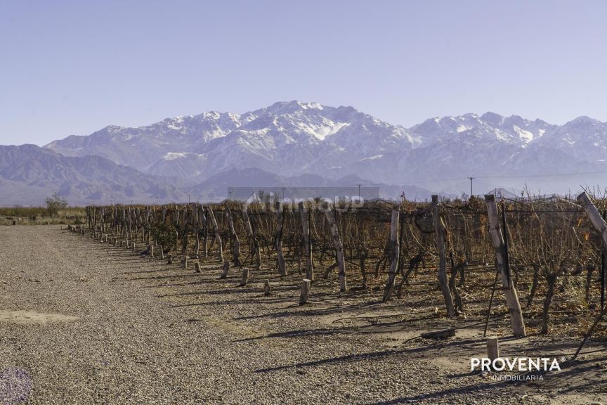 Campo en Venta en San Carlos, Mendoza