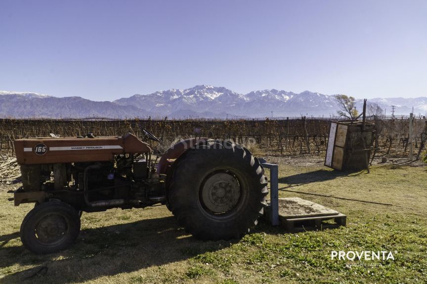 Campo en Venta en San Carlos, Mendoza