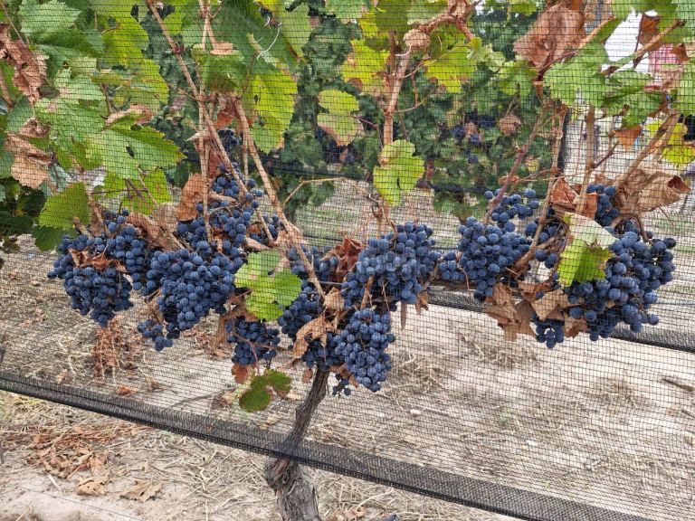 Campo en Venta en San Carlos, Mendoza