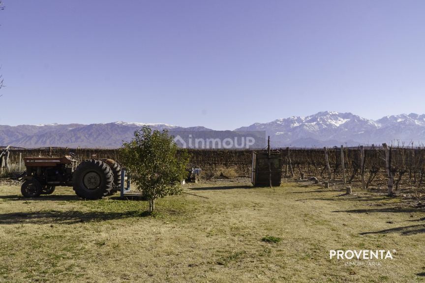 Campo en Venta en San Carlos, Mendoza