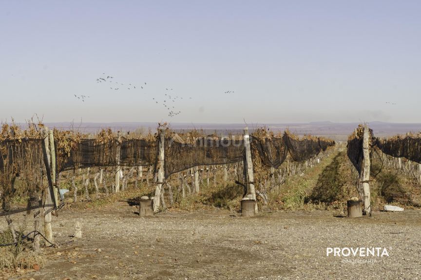 Campo en Venta en San Carlos, Mendoza