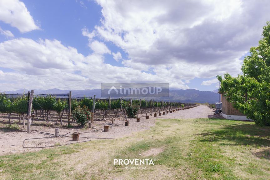 Campo en Venta en San Carlos, Mendoza