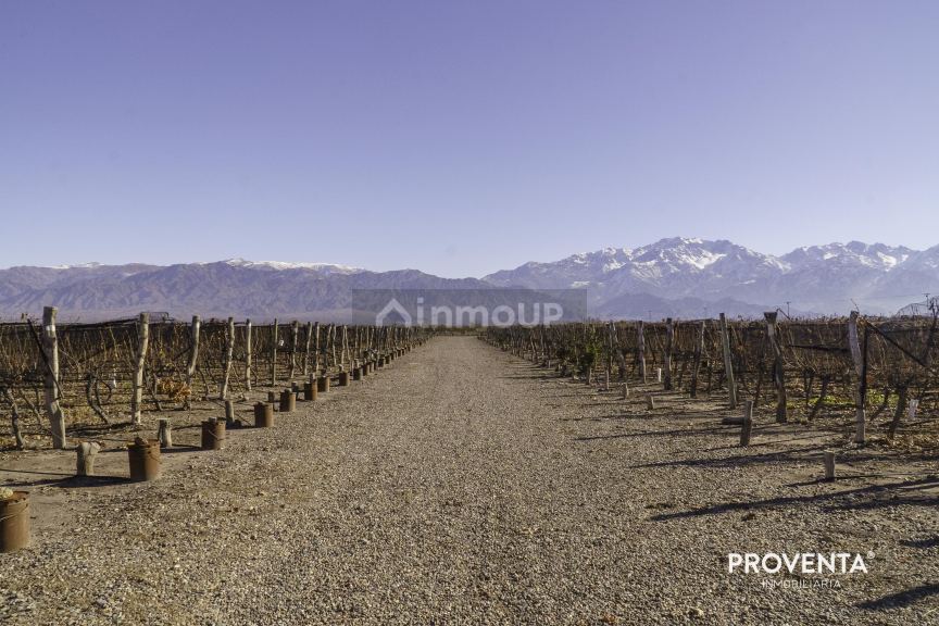 Campo en Venta en San Carlos, Mendoza