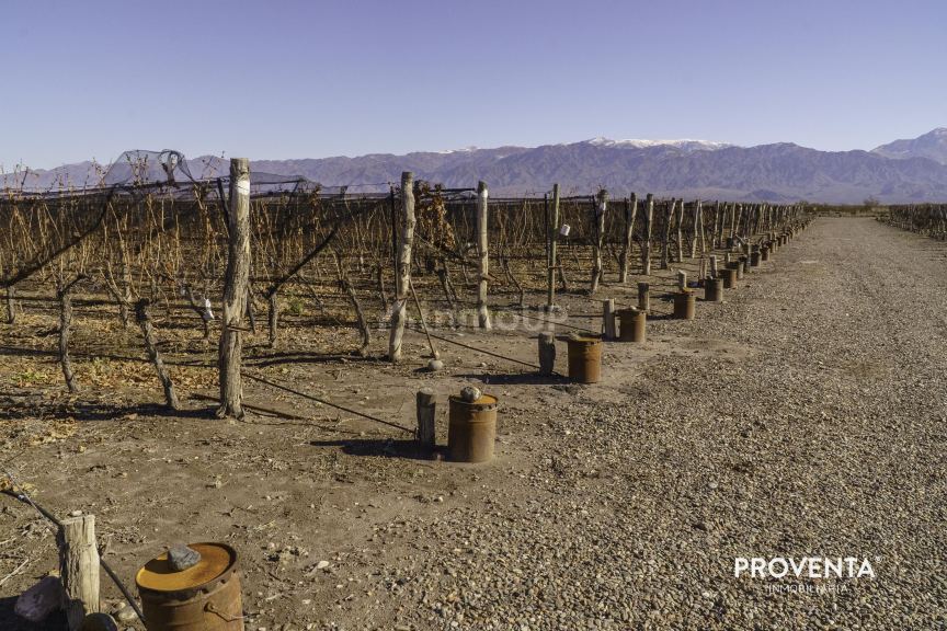 Campo en Venta en San Carlos, Mendoza