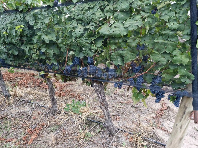 Campo en Venta en San Carlos, Mendoza