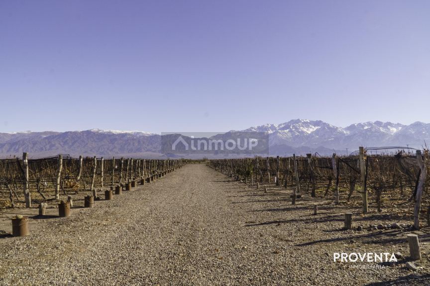 Campo en Venta en San Carlos, Mendoza