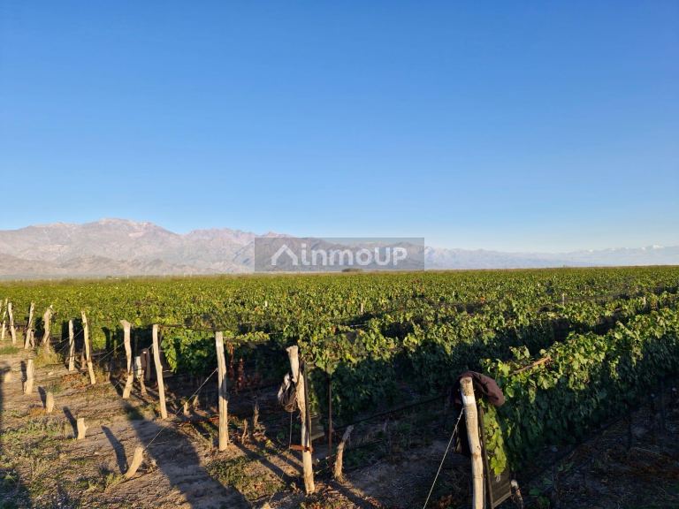 Campo en Venta en San Carlos, Mendoza
