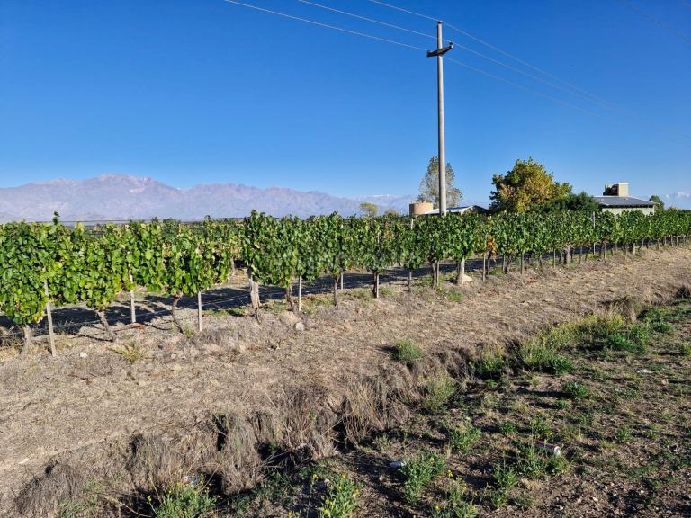 Campo en Venta en San Carlos, Mendoza