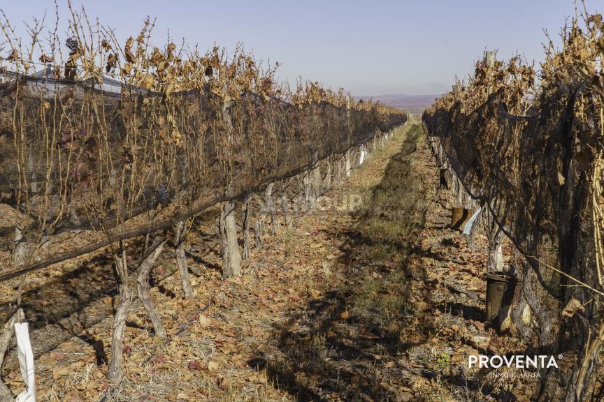 Campo en Venta en San Carlos, Mendoza