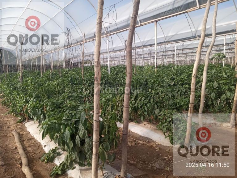 Finca en Venta en Cipolletti, Rio Negro