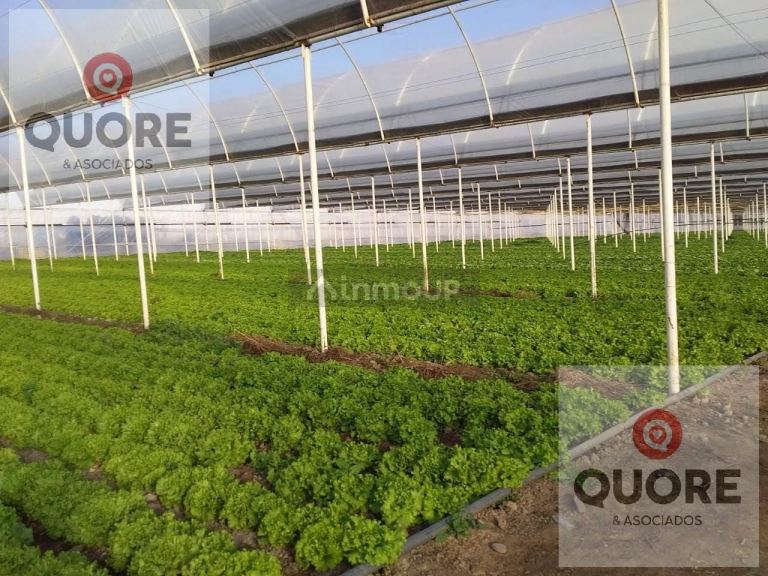 Finca en Venta en Cipolletti, Rio Negro