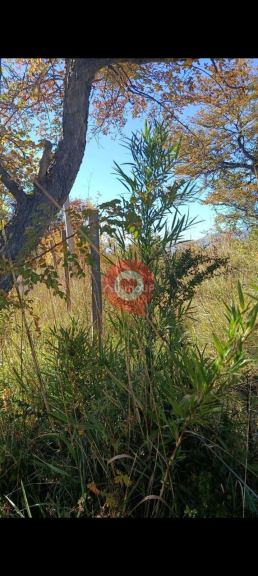 Terreno en Venta en Lacar, Neuquen