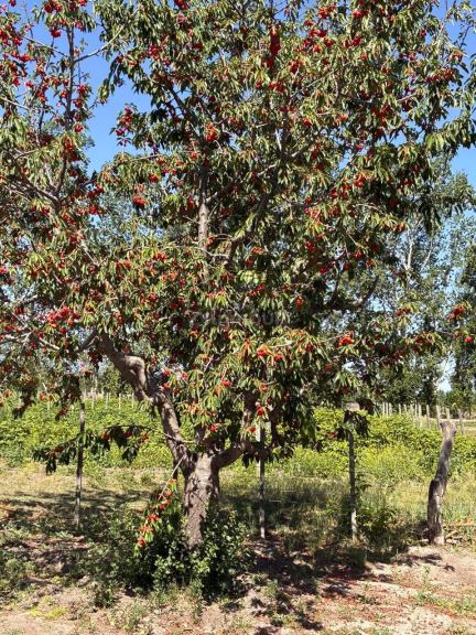 Finca en Venta en Tunuyan, Mendoza