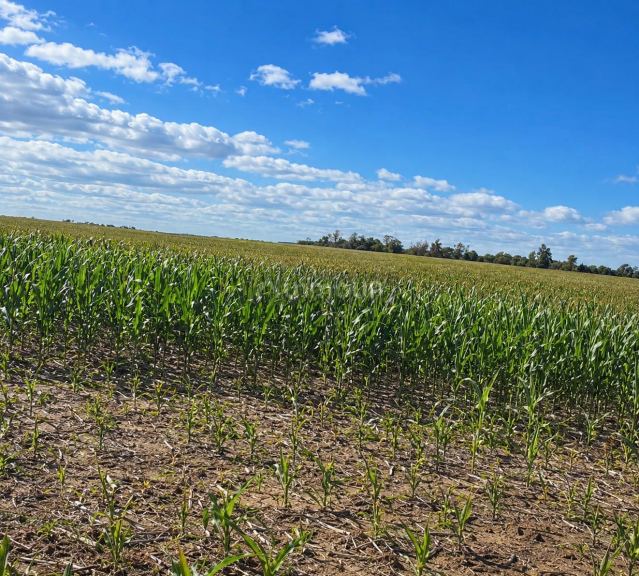 Campo en Venta en Villa Mercedes, San Luis