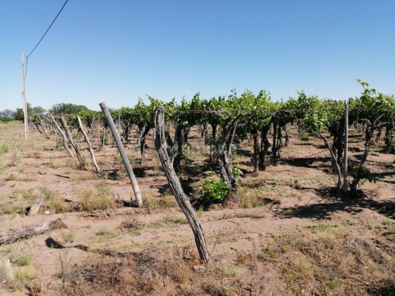 Finca en Venta en San Martin, Mendoza