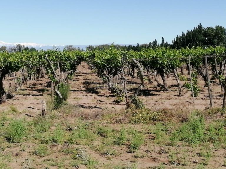Finca en Venta en San Martin, Mendoza