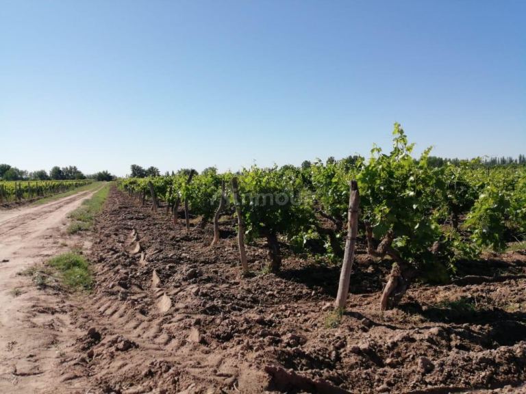 Finca en Venta en San Martin, Mendoza