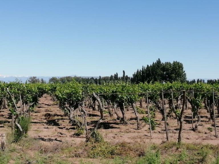 Finca en Venta en San Martin, Mendoza