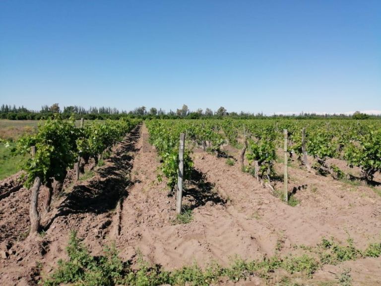 Finca en Venta en San Martin, Mendoza