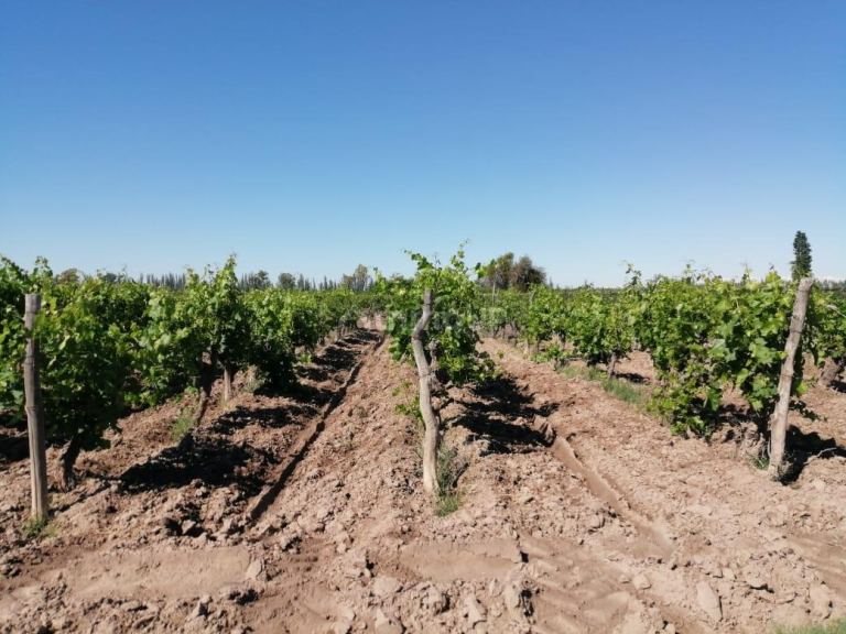 Finca en Venta en San Martin, Mendoza