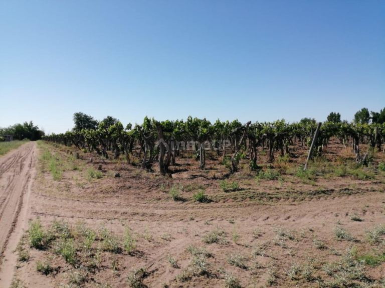 Finca en Venta en San Martin, Mendoza