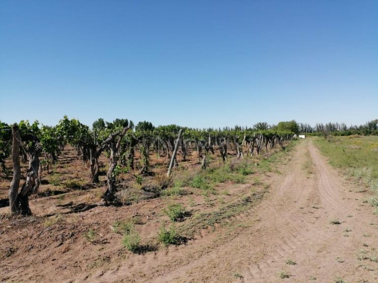 Finca en Venta en San Martin, Mendoza