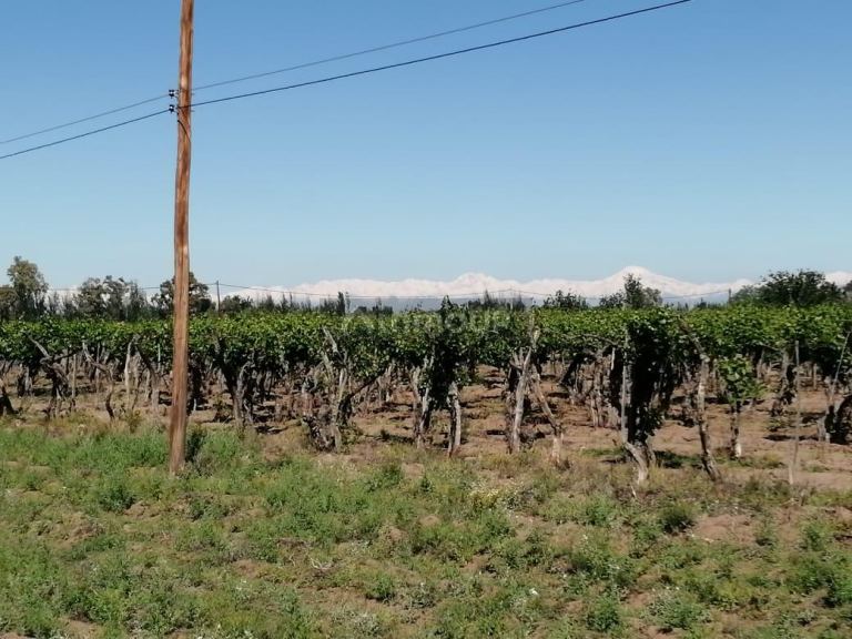 Finca en Venta en San Martin, Mendoza
