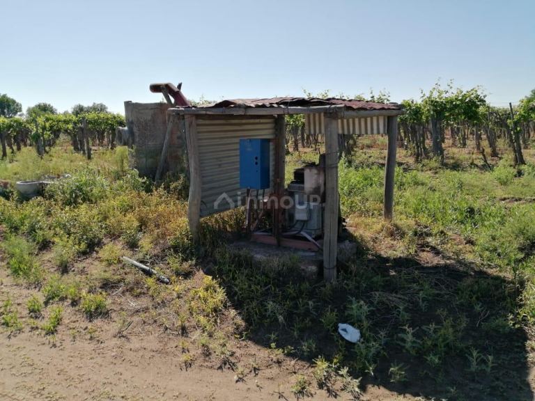 Finca en Venta en San Martin, Mendoza
