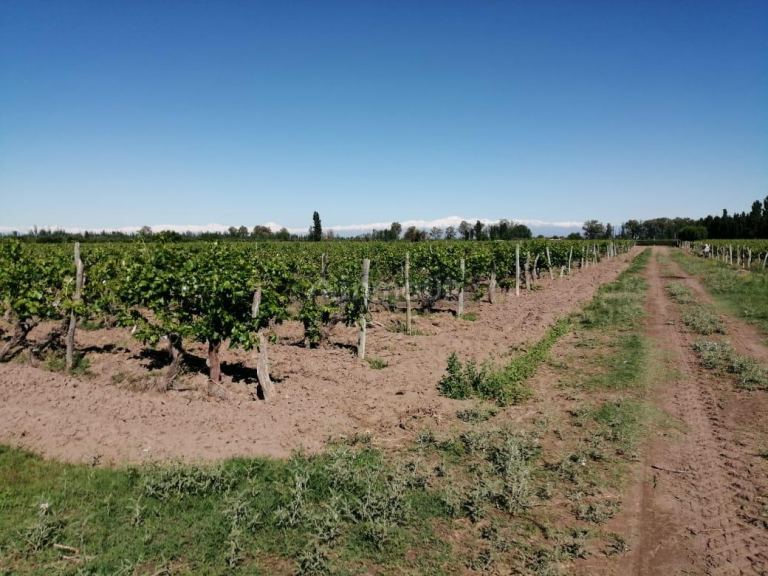 Finca en Venta en San Martin, Mendoza