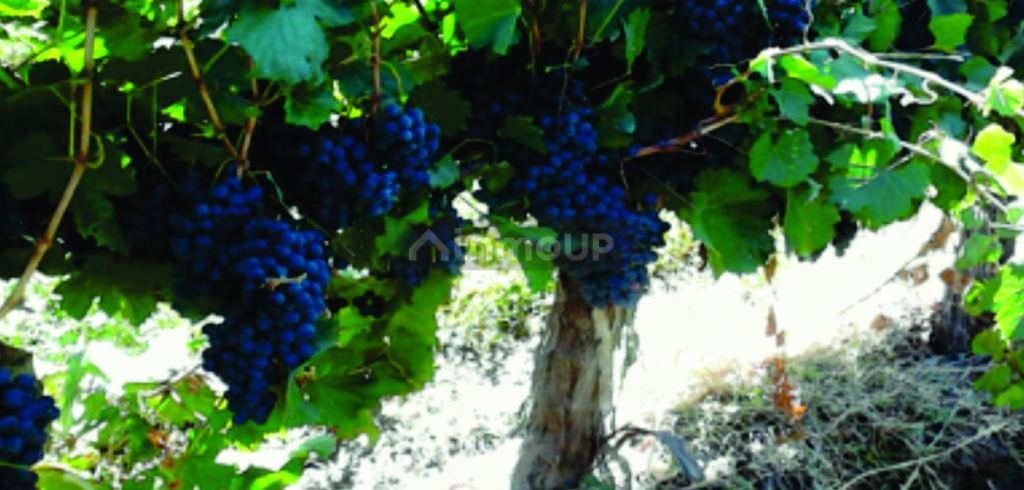 Finca en Venta en Guaymallen, Mendoza