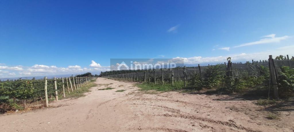 Finca en Venta en Lujan de Cuyo, Mendoza