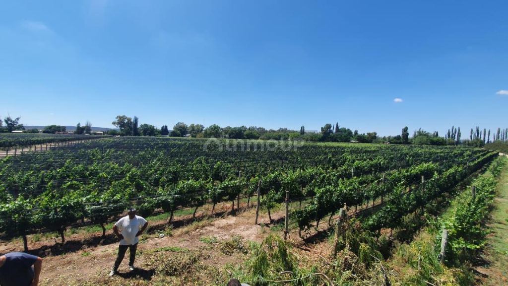 Finca en Venta en Lujan de Cuyo, Mendoza