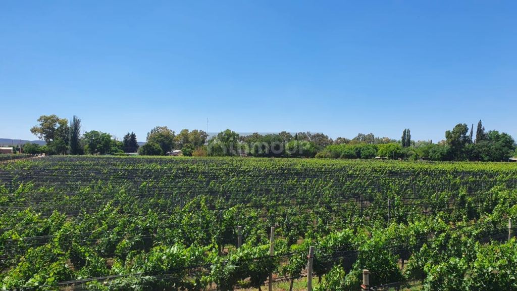 Finca en Venta en Lujan de Cuyo, Mendoza