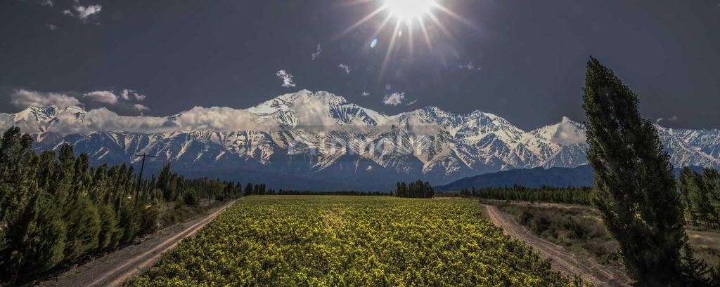 Finca en Venta en Lujan de Cuyo, Mendoza