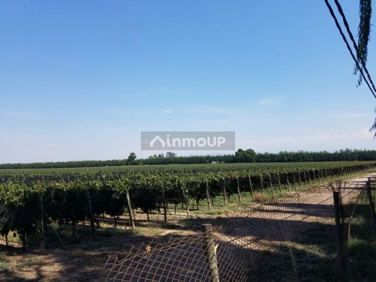 Finca en Venta en Lujan de Cuyo, Mendoza